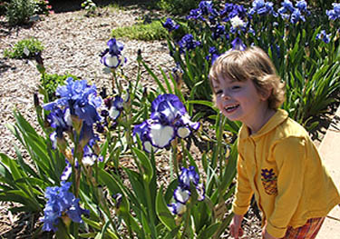 Tour garden iris